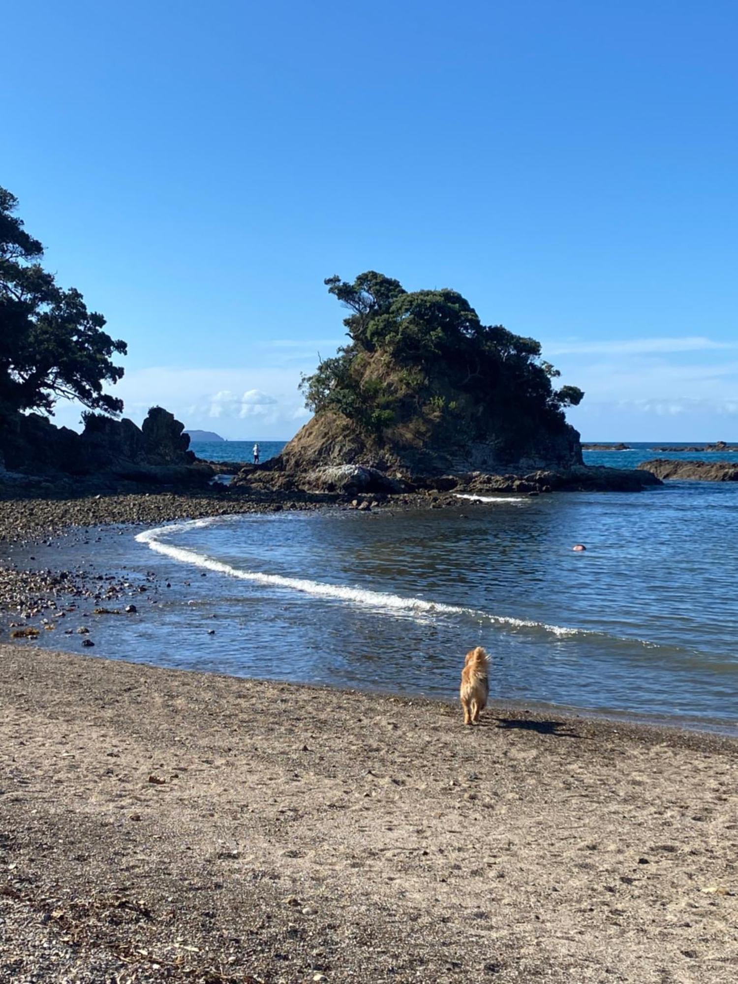Kereru Cabin - Spectacular Seaviews, Rustic, Glamping Eco Adventure Palm Beach Eksteriør billede