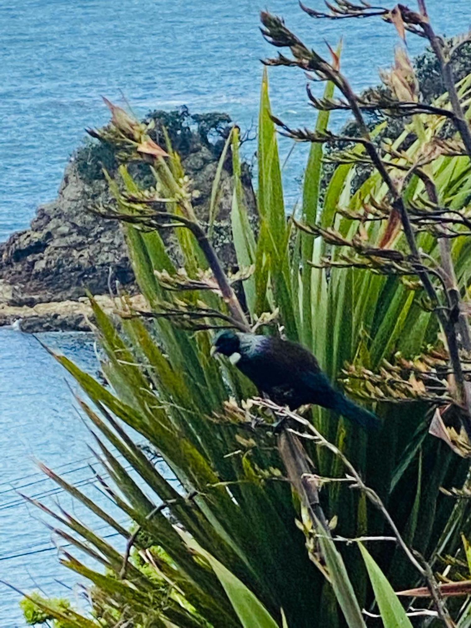 Kereru Cabin - Spectacular Seaviews, Rustic, Glamping Eco Adventure Palm Beach Eksteriør billede