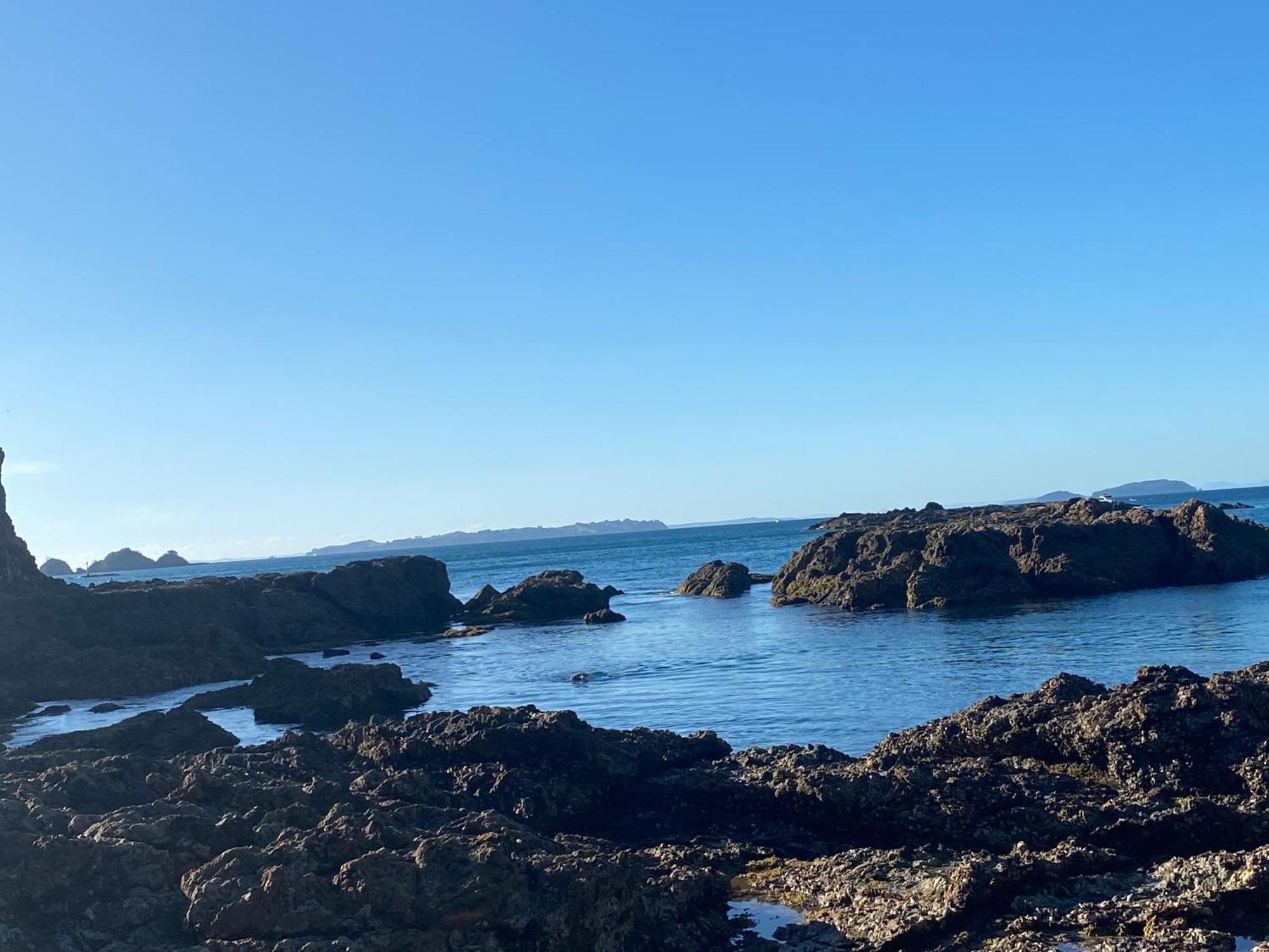 Kereru Cabin - Spectacular Seaviews, Rustic, Glamping Eco Adventure Palm Beach Eksteriør billede